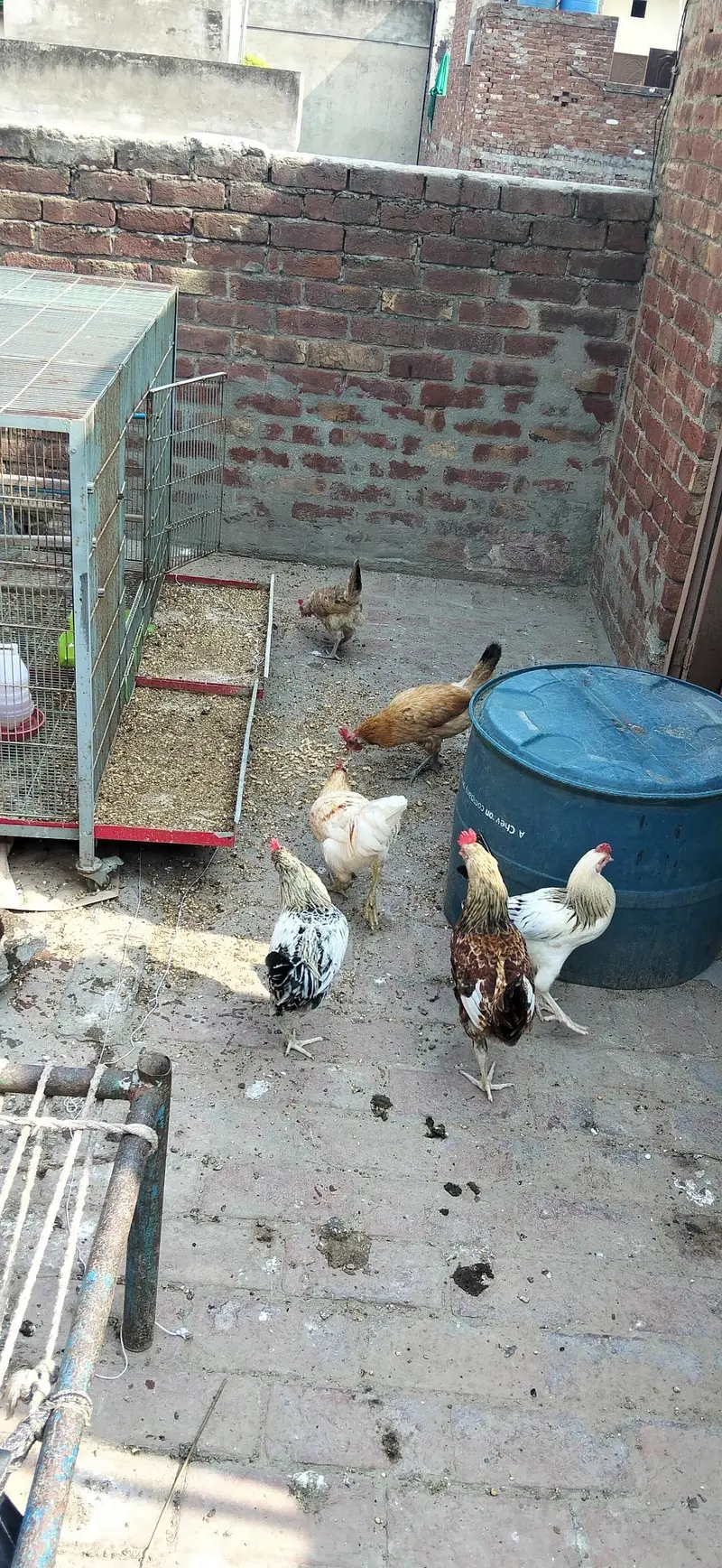 Golden Misri Egg Laying Hen — photo 4