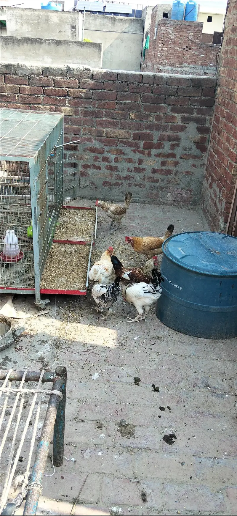 Golden Misri Egg Laying Hen — photo 5