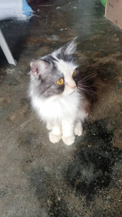 Beautiful Cat For Sale  Rs 15000