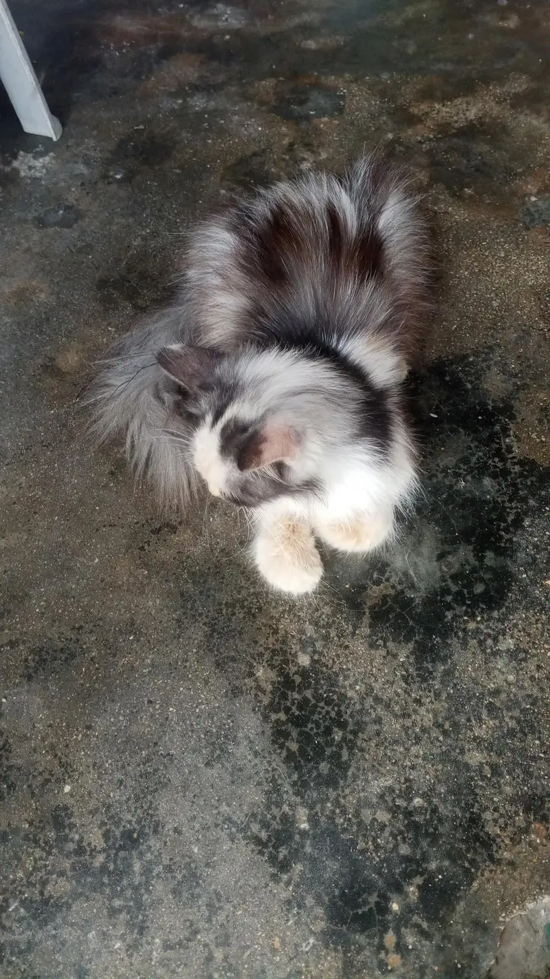 Beautiful Cat For Sale  Rs 15000 — photo 2