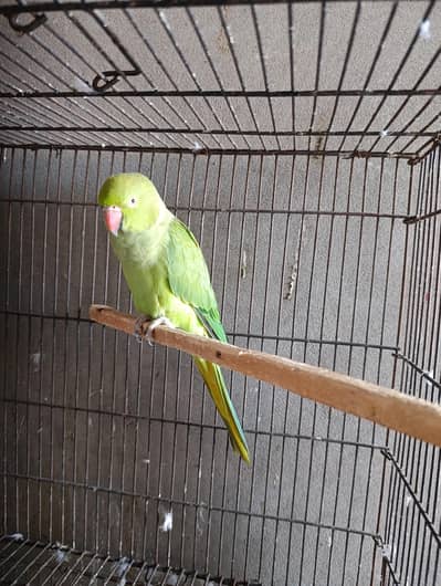 green parrot breeder female ha. WhatsApp number 03245858159