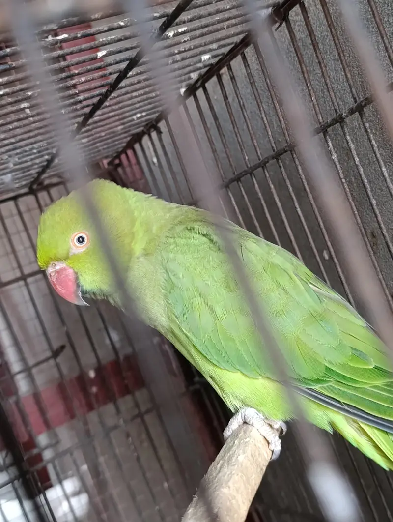green parrot breeder female ha. WhatsApp number 03245858159 — photo 2