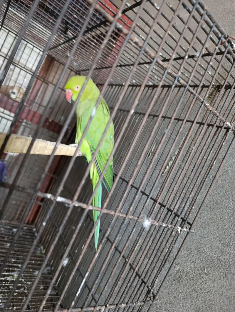 green parrot breeder female ha. WhatsApp number 03245858159 — photo 3