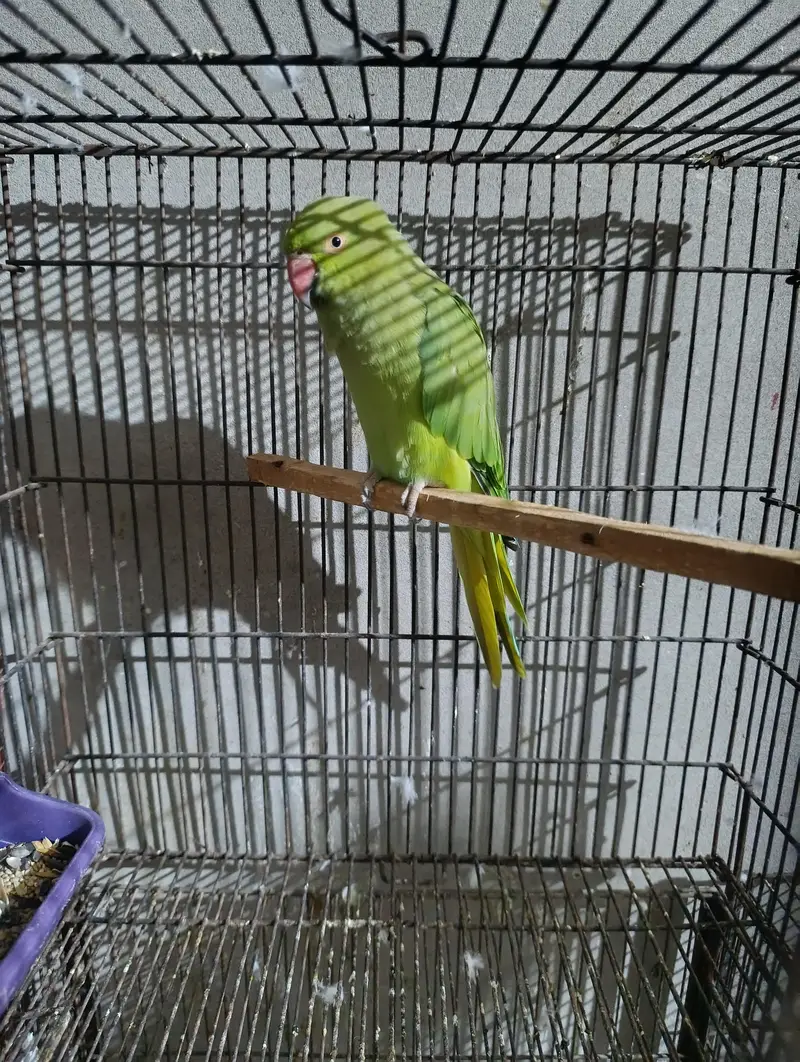 green parrot breeder female ha. WhatsApp number 03245858159 — photo 4
