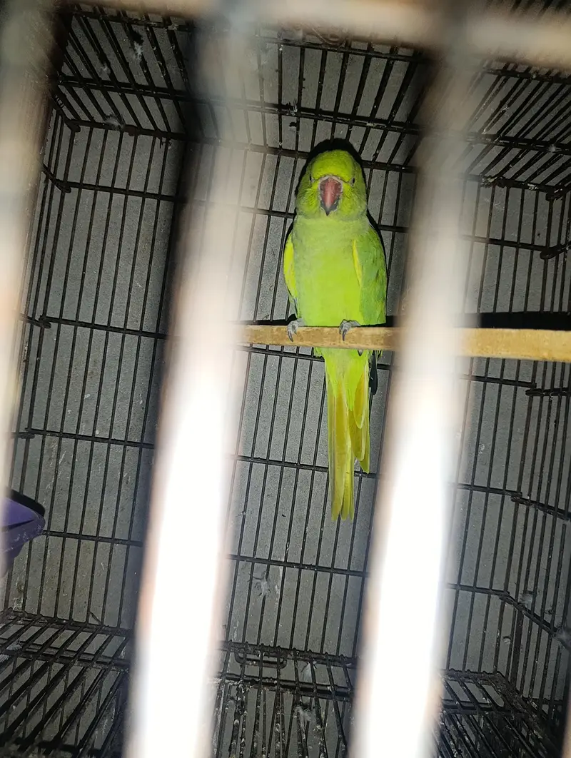 green parrot breeder female ha. WhatsApp number 03245858159 — photo 5