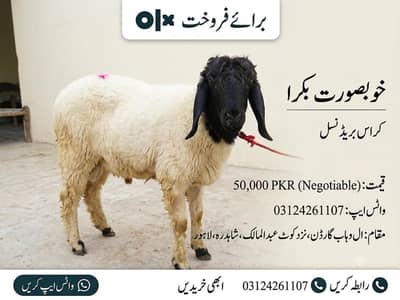 male cheeps for sale