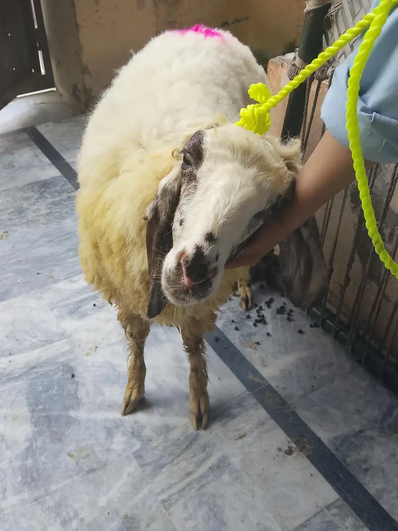 male cheeps for sale — photo 2