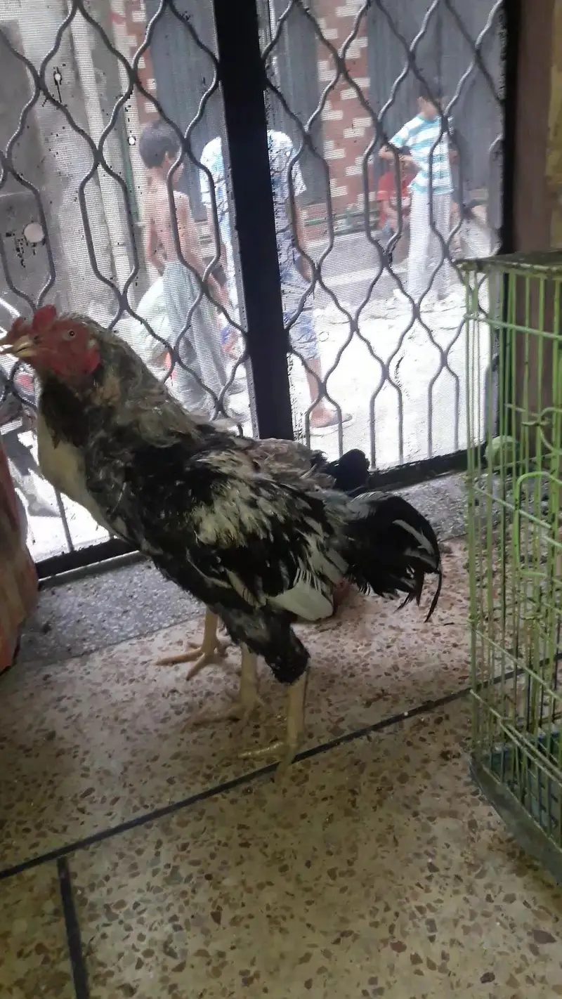 aseel herra — photo 2