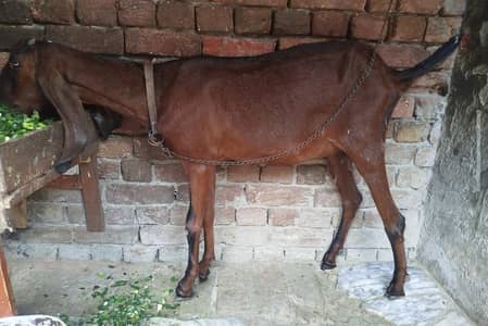 Desi  Bakri