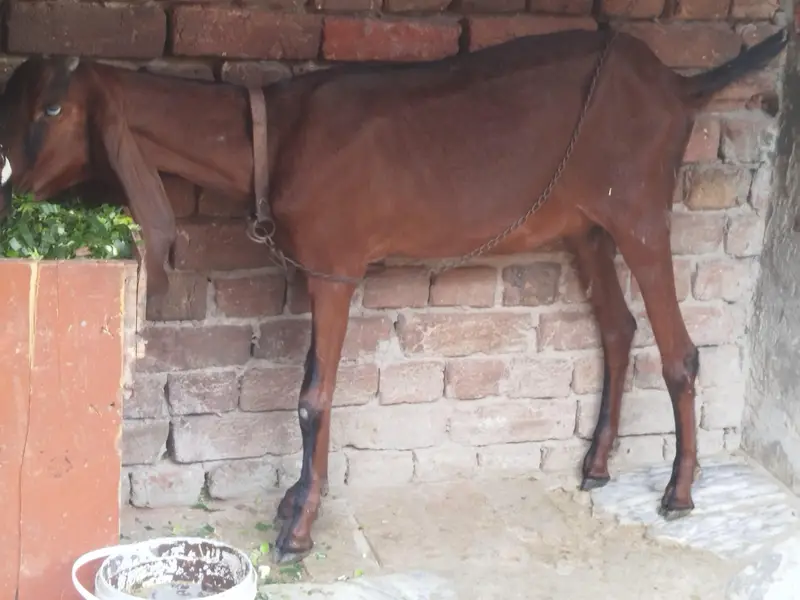 Desi  Bakri — photo 2