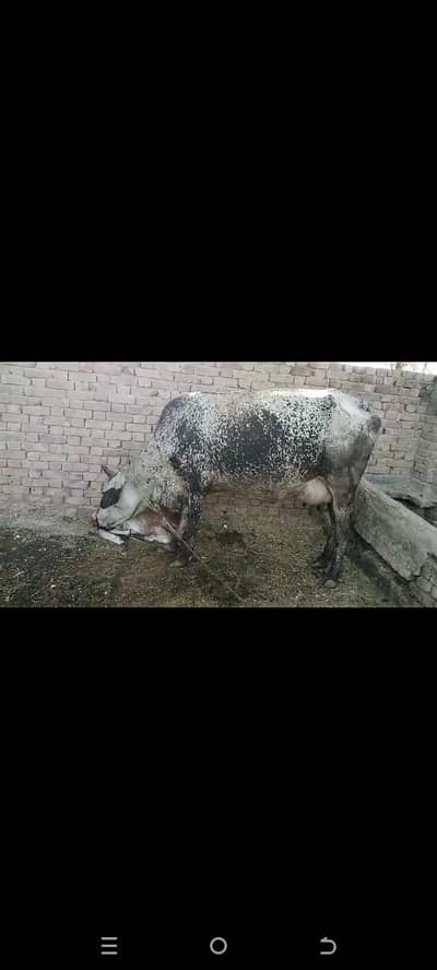 دودھ والی گائے فار سیل