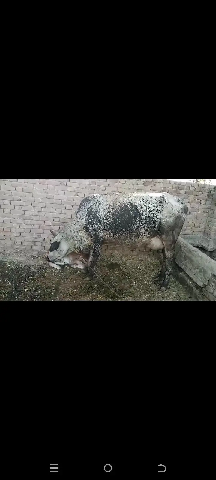 دودھ والی گائے فار سیل