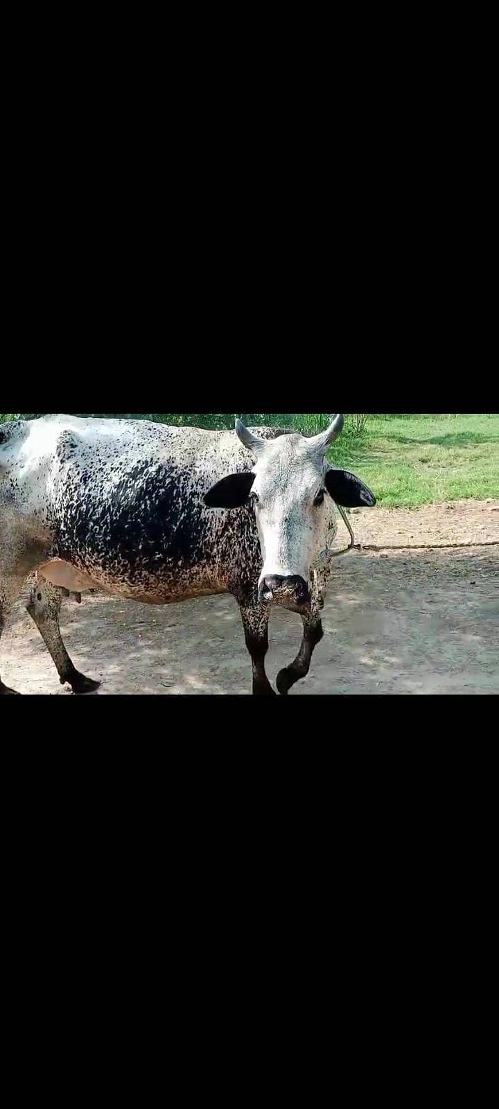 دودھ والی گائے فار سیل 1