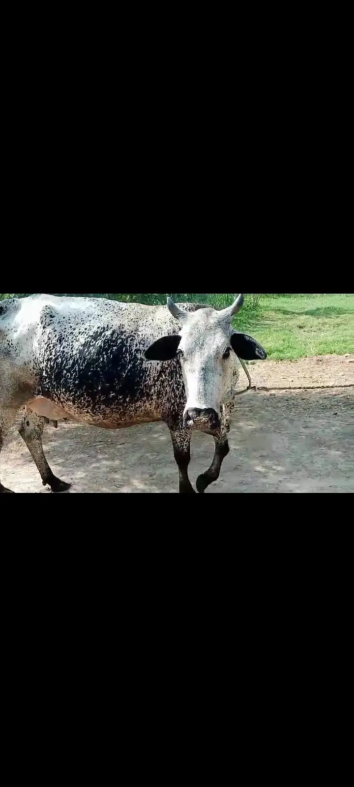 دودھ والی گائے فار سیل — photo 2
