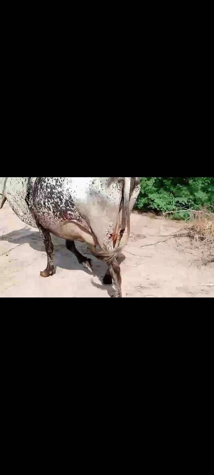 دودھ والی گائے فار سیل 2