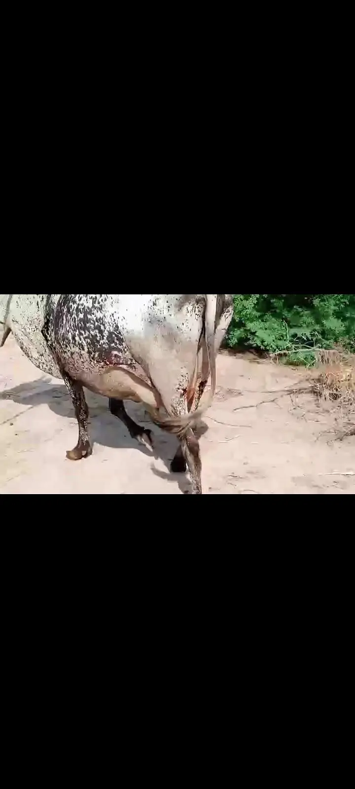 دودھ والی گائے فار سیل — photo 3