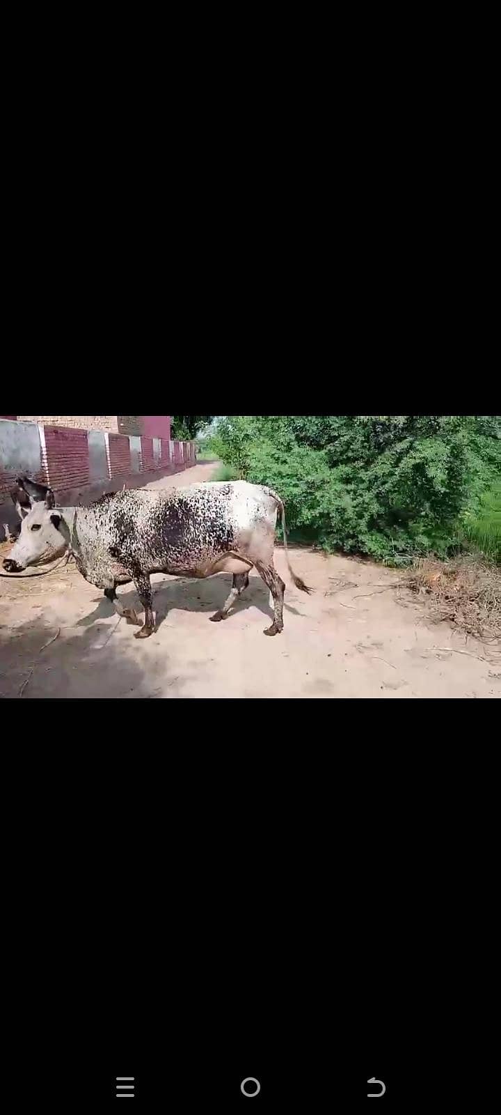 دودھ والی گائے فار سیل 3