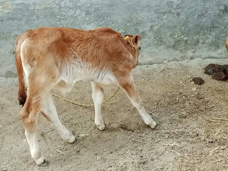 دودھ والی گائے فار سیل 5