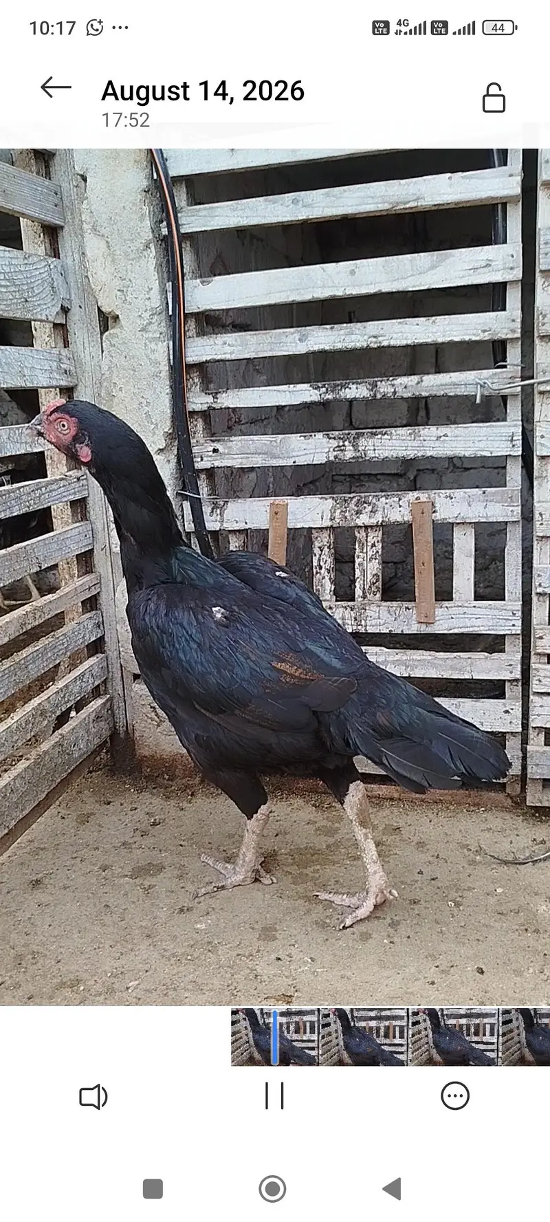 Quality Aseel hen — photo 2