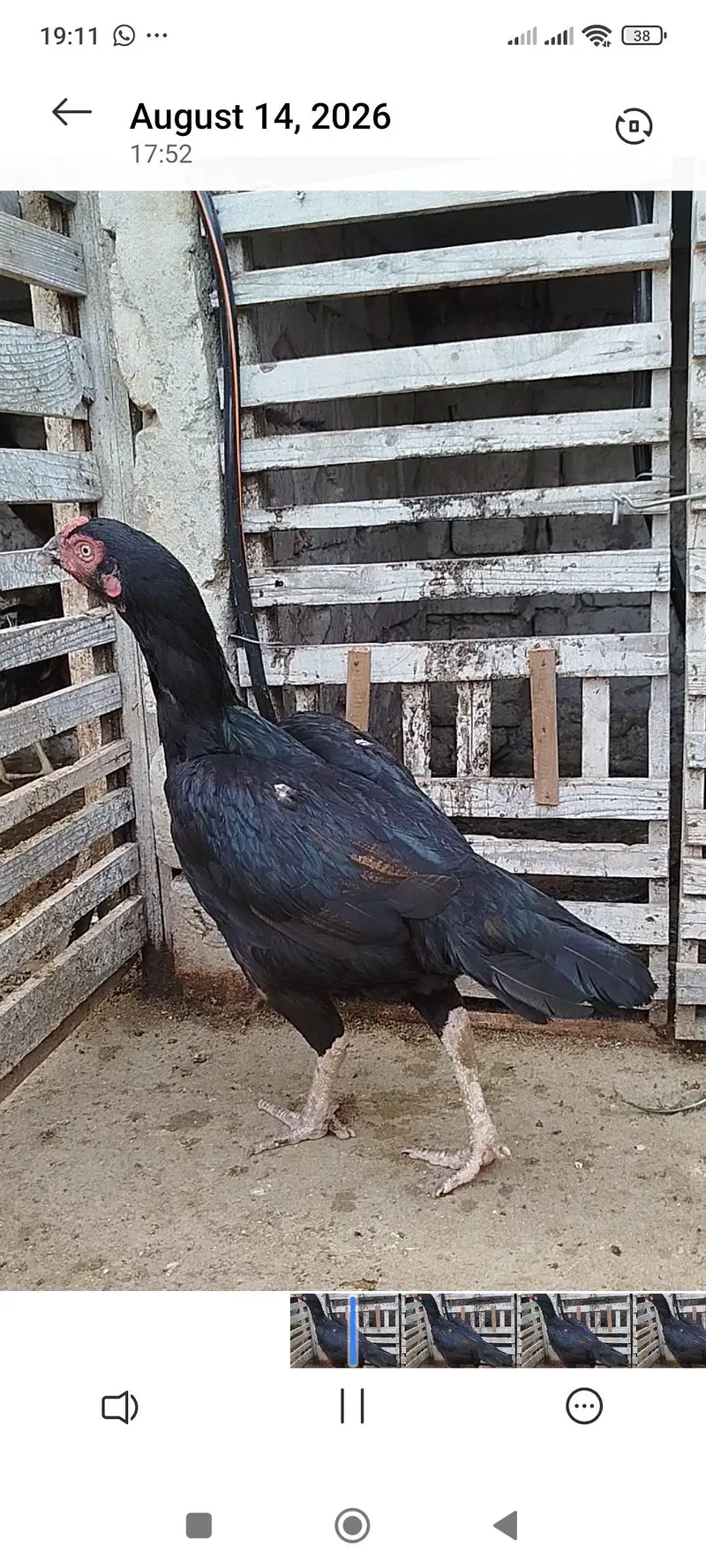 Quality Aseel hen — photo 3