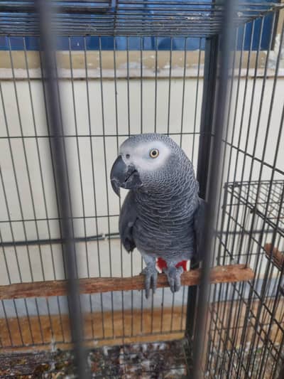grey parrot in 140k