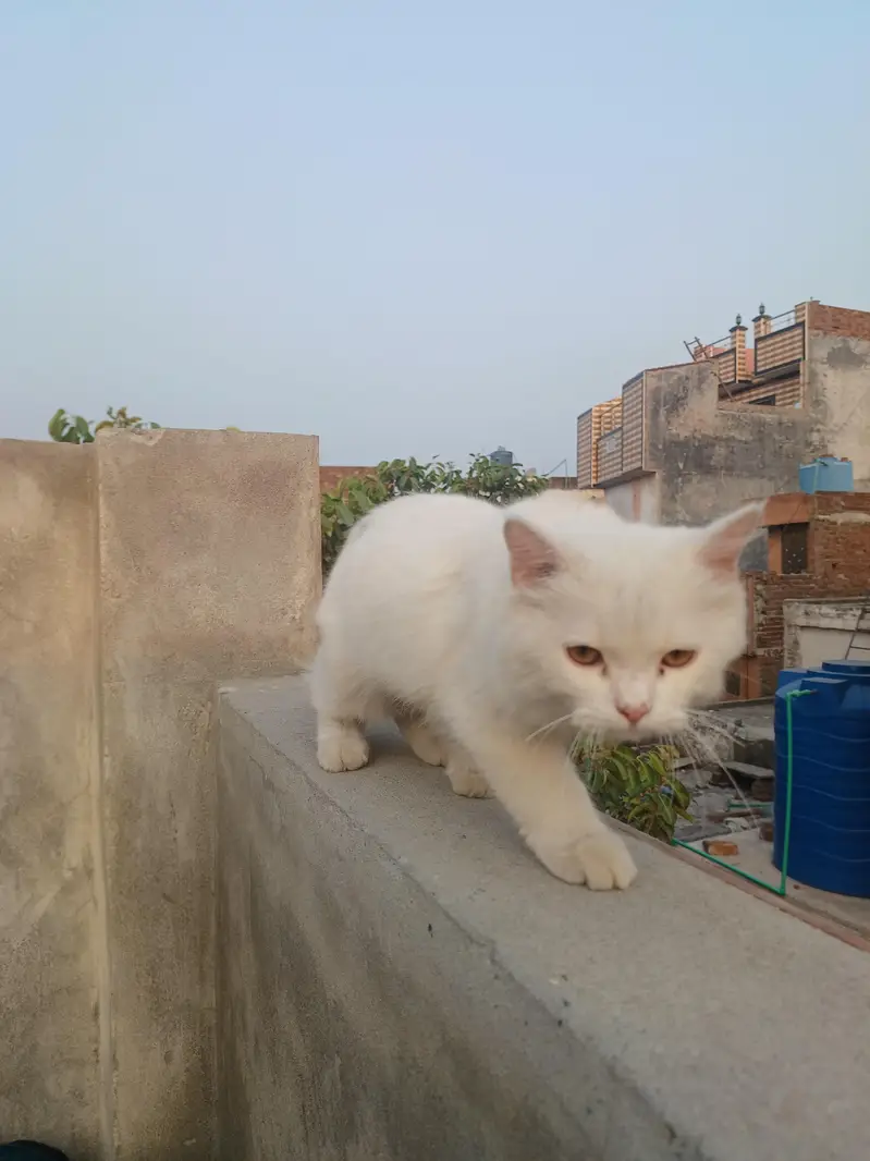 choty bacho k bht zabardast hai — photo 2