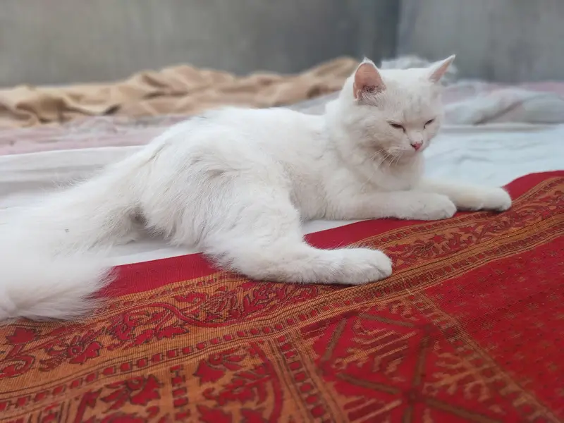choty bacho k bht zabardast hai — photo 3