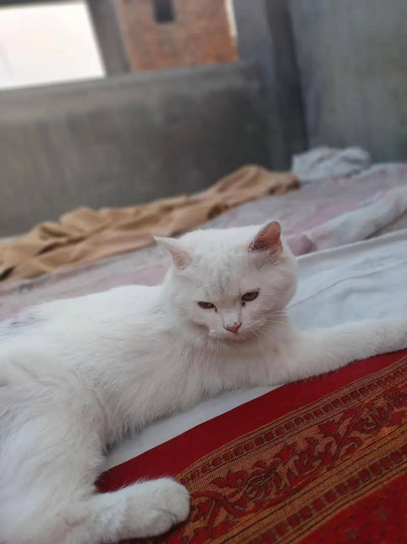 choty bacho k bht zabardast hai — photo 4