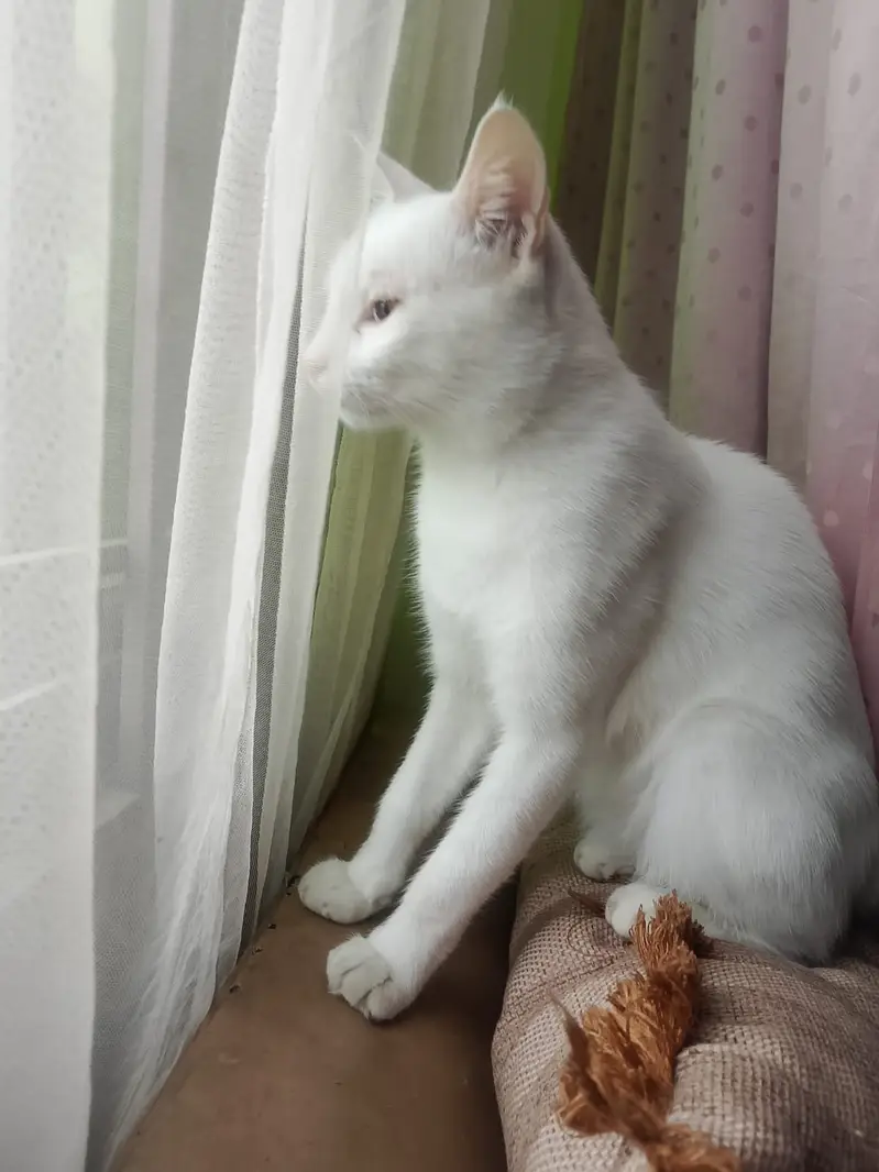 Golo person cat — photo 2