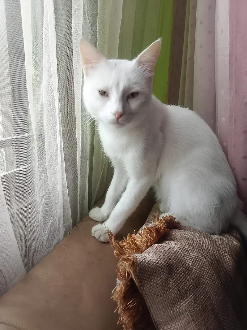 Golo person cat — photo 3