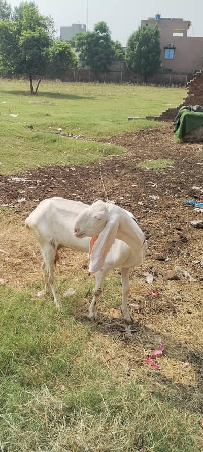 goat 4 sale