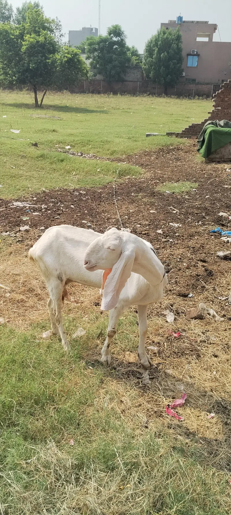 goat 4 sale