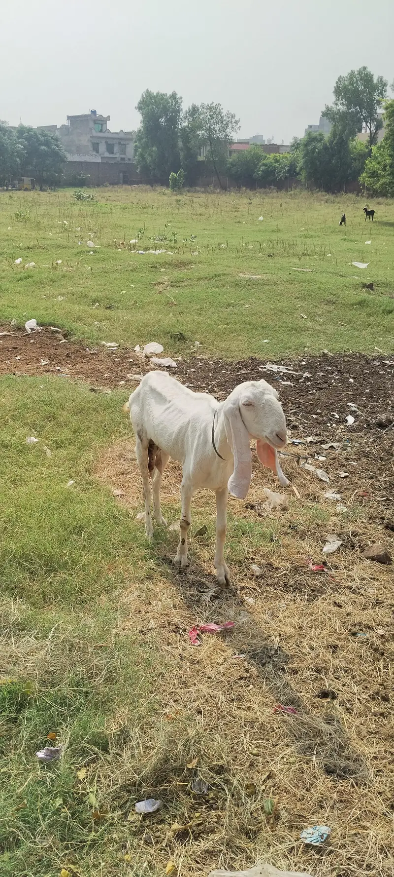 goat 4 sale — photo 2