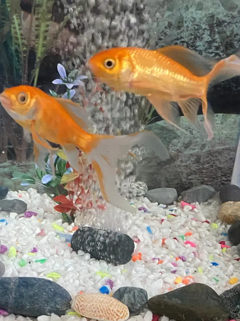fish aquatium and acceries for sale — photo 2