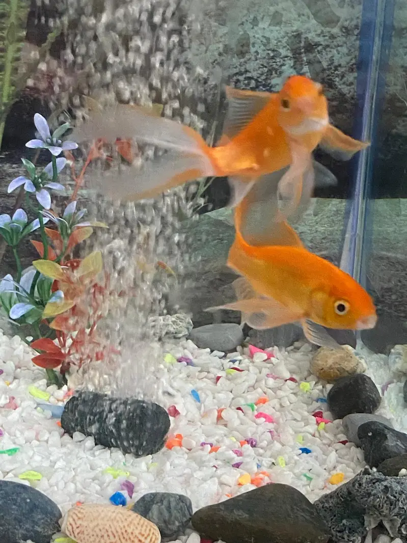 fish aquatium and acceries for sale — photo 3