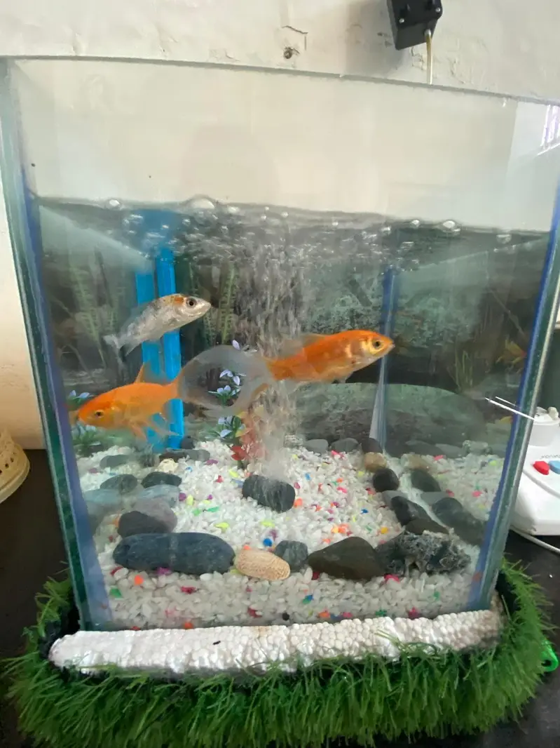 fish aquatium and acceries for sale — photo 4