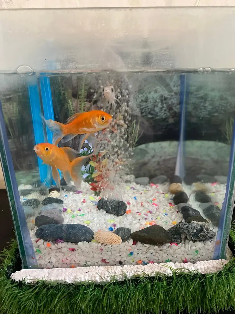 fish aquatium and acceries for sale — photo 5