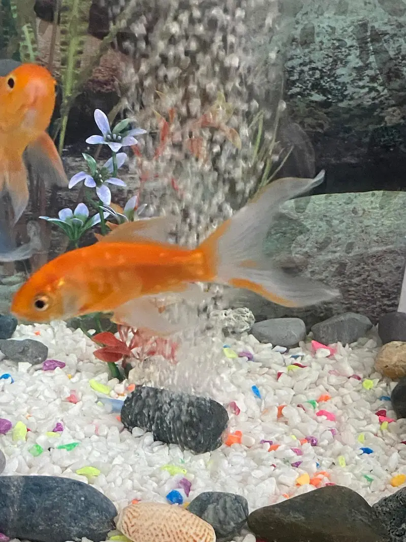 fish aquatium and acceries for sale — photo 6