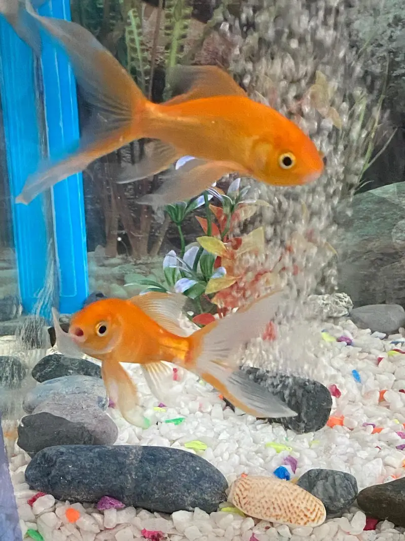 fish aquatium and acceries for sale — photo 7