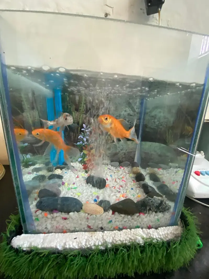 fish aquatium and acceries for sale — photo 8