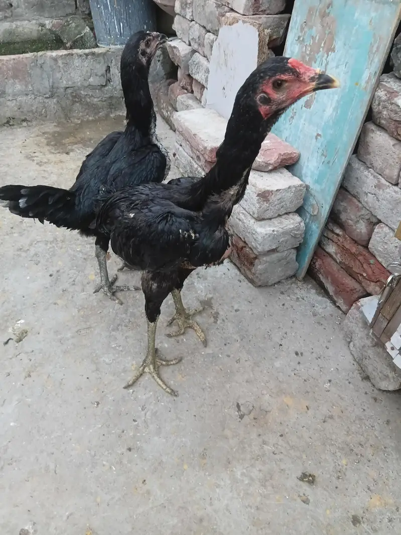 aseel bermi +pokaye important for sale pair — photo 2