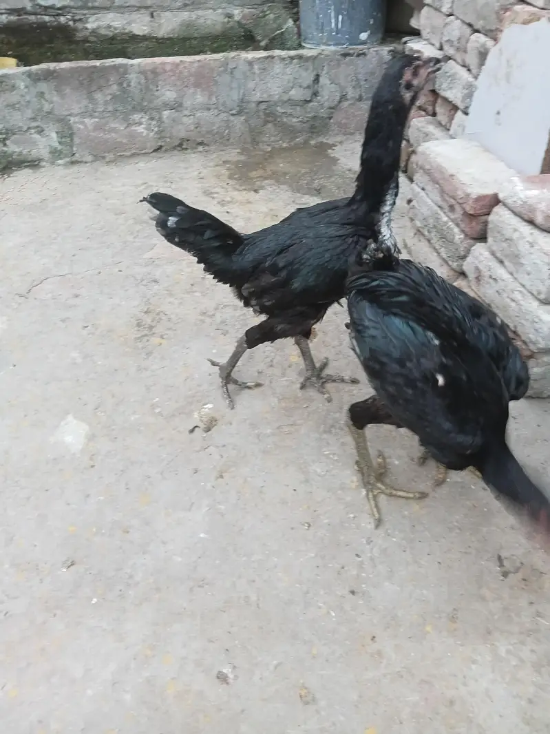 aseel bermi +pokaye important for sale pair — photo 4