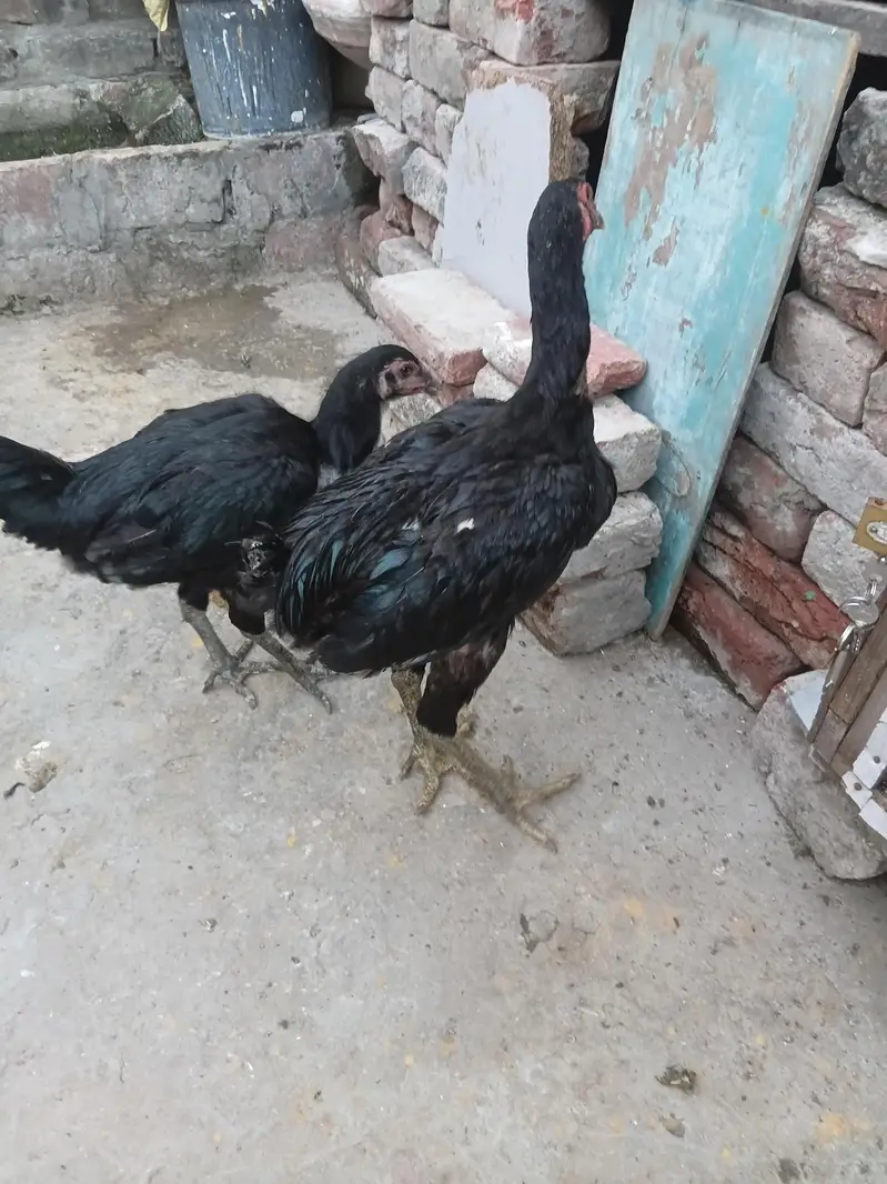 aseel bermi +pokaye important for sale pair — photo 5