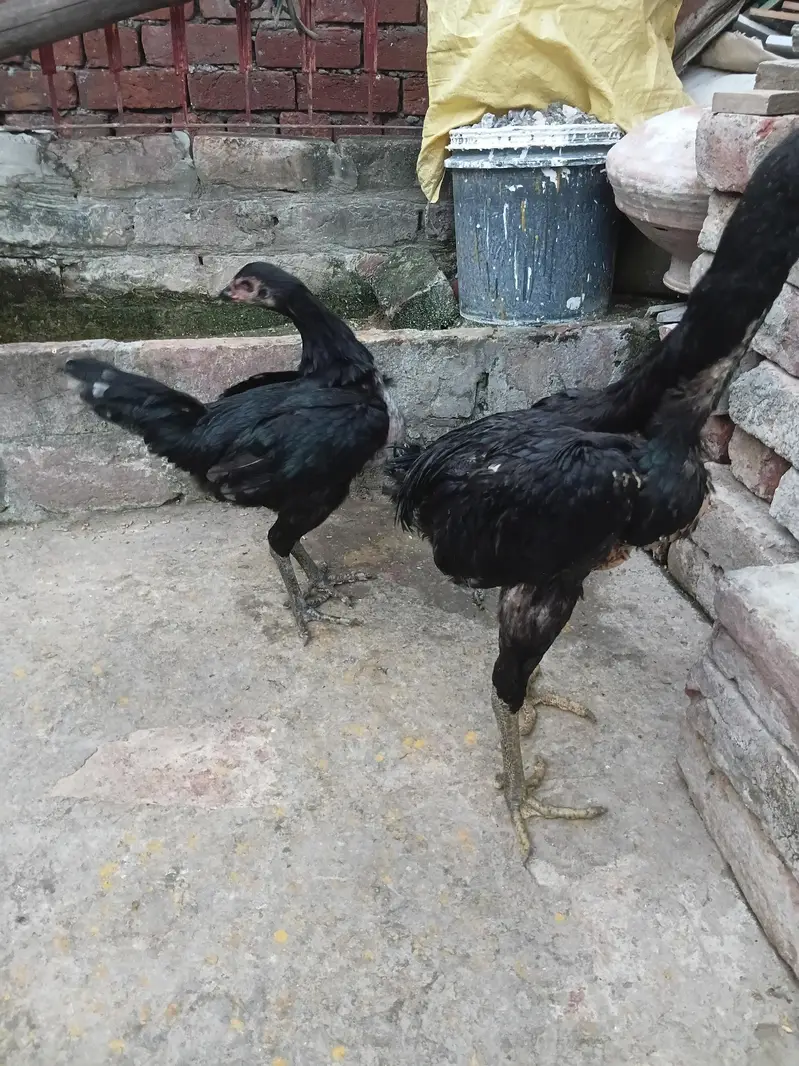 aseel bermi +pokaye important for sale pair — photo 6