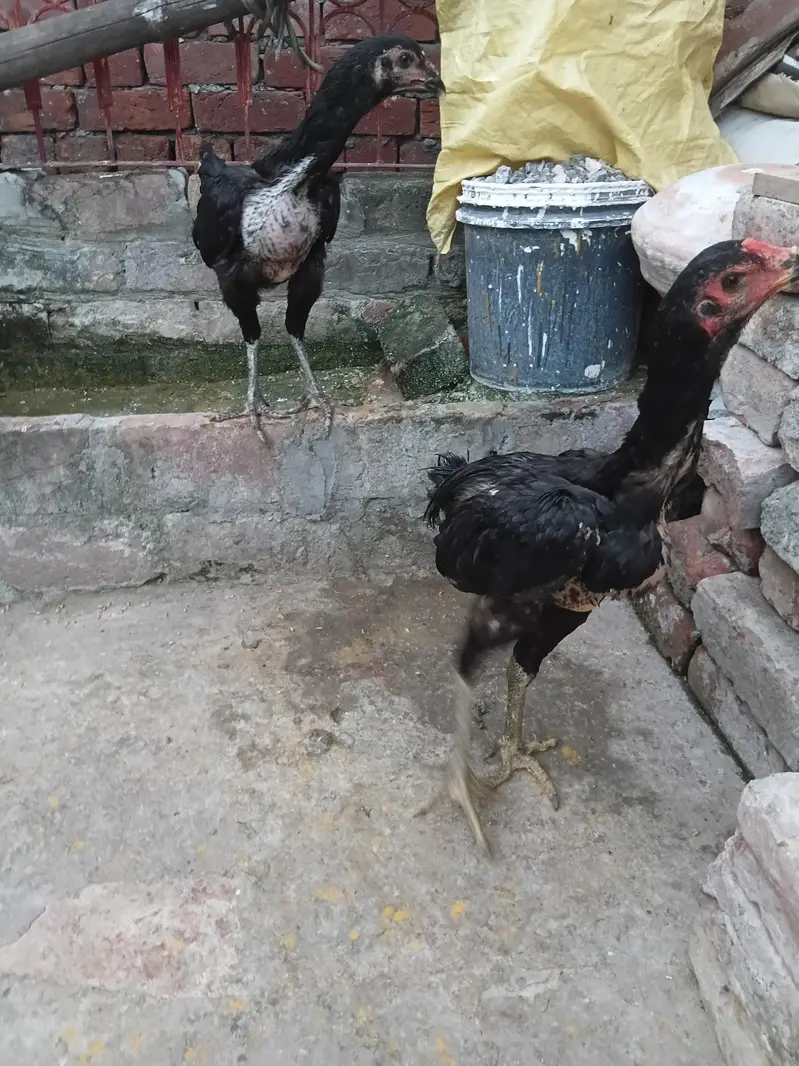 aseel bermi +pokaye important for sale pair — photo 7