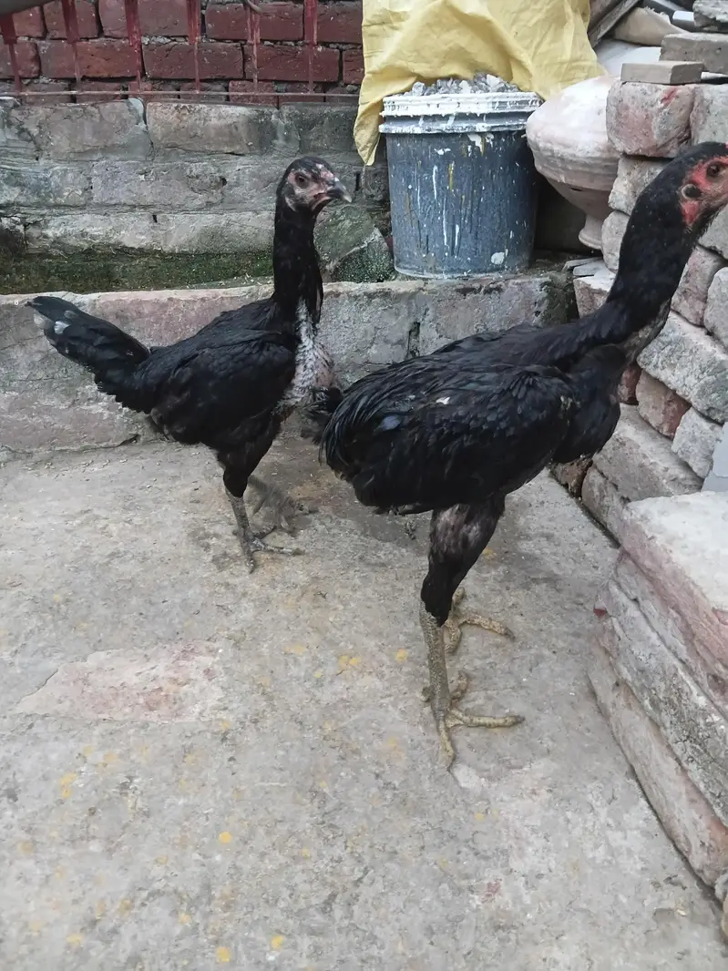 aseel bermi +pokaye important for sale pair — photo 8