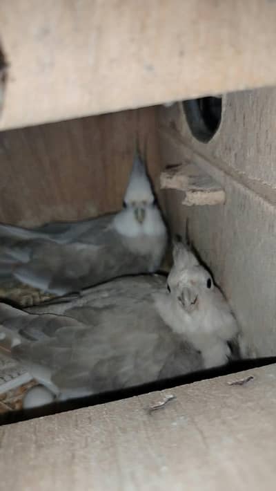 Cocktail Pair with 5Eggs Available