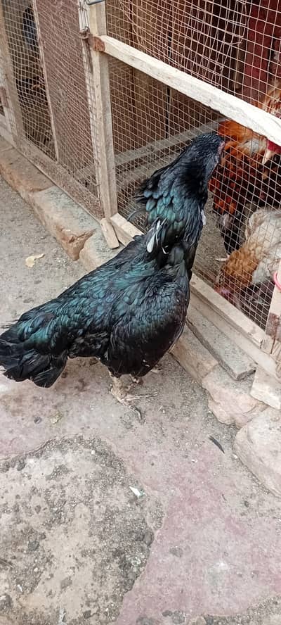 aseel high quality madi 03083047451