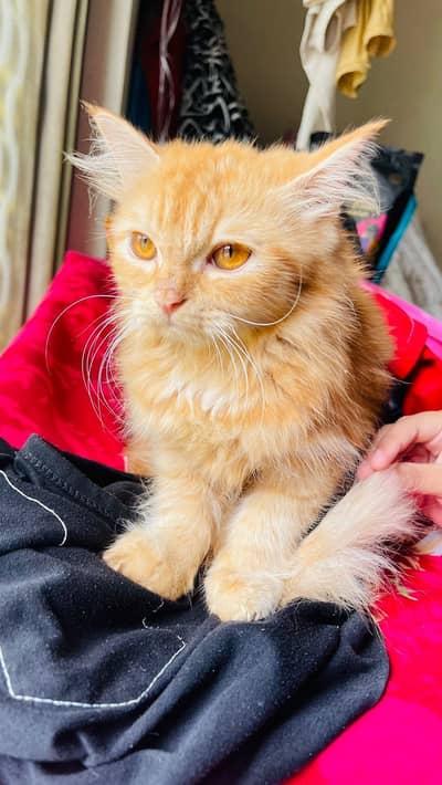 Persian cat long coat