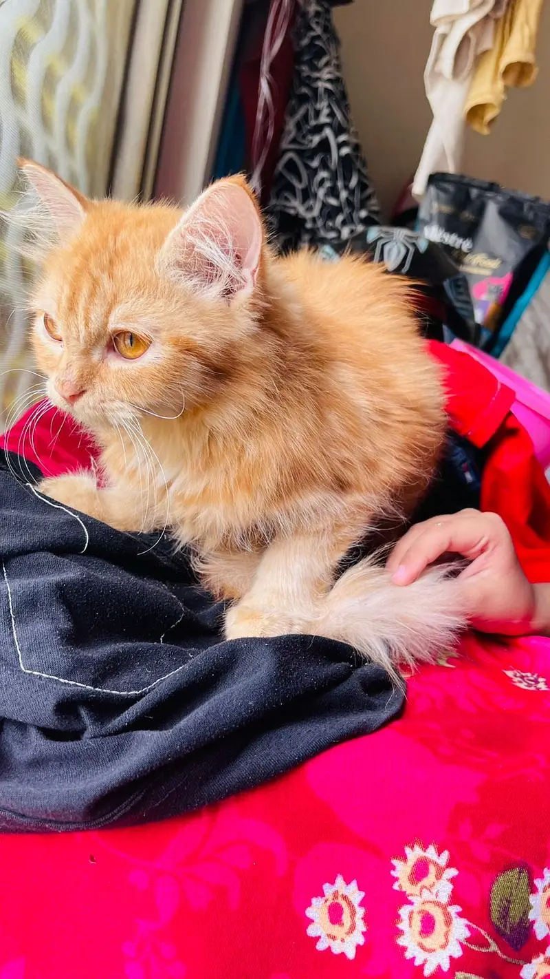 Persian cat long coat — photo 2